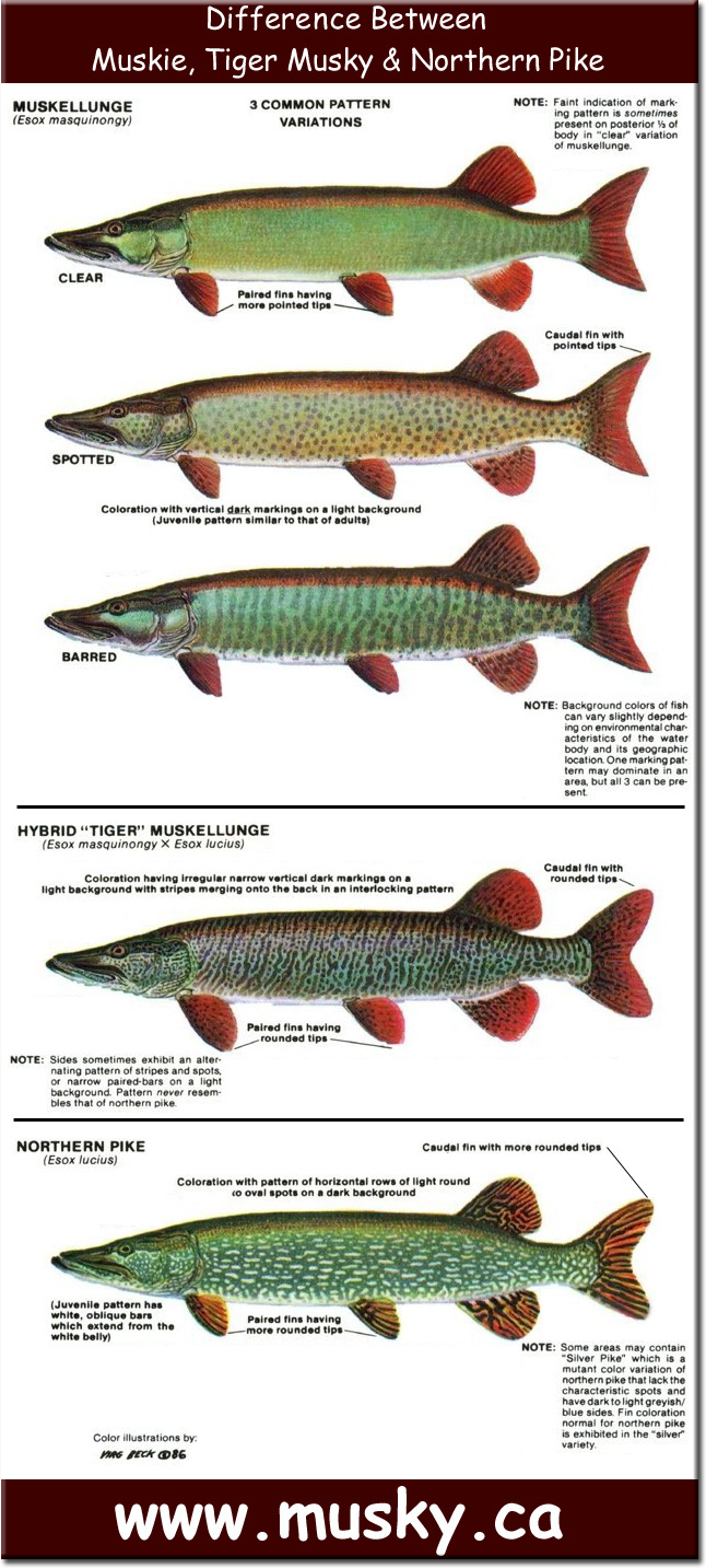 Pike Weight Chart